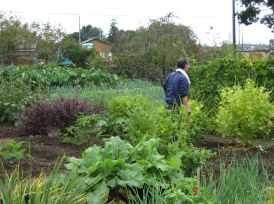 Vegetable farm